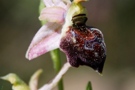 Ophrys elegans